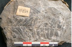 Foto (Detailansicht) von Alethopteris erosa Gutb. (NHMW-GEO-2024-0188-11258)